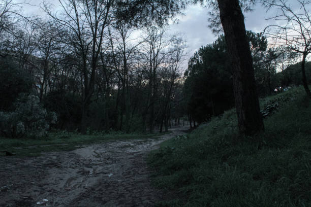 istock morning in the darknes forest 2042517184