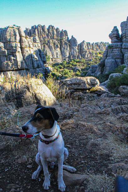 istock Dog resting in the mountains 2042519804