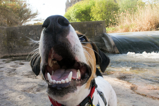 Dog smiling at the camera closeup
