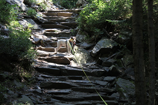 Illuminated dog climbing the stairs in the forest