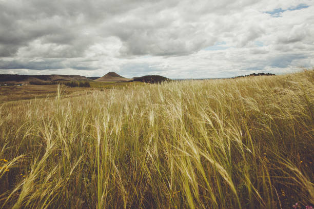 Tall grass swaying in wind under cloudy sky on natural grassland landscape