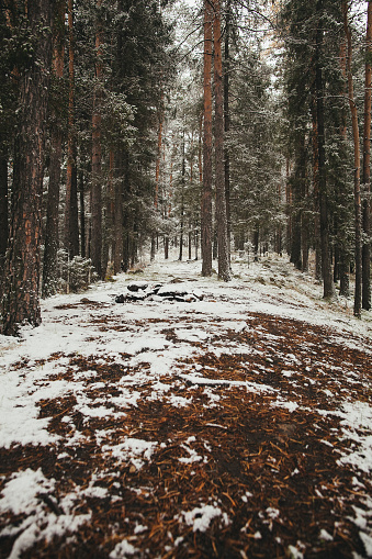 A wintry forest adorned with snowy tints and shades, showcasing deciduous trees with bare trunks and fallen leaves on the freezing ground