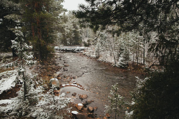 A river flows through a snowcovered forest with trees and plants covered in snow, creating a serene natural landscape in the riparian zone