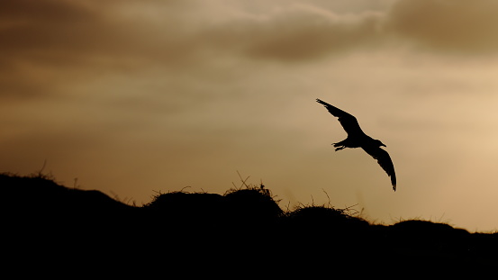 Silver gull (seagull) in silhouette during flight with a very moody (ominous) sunset