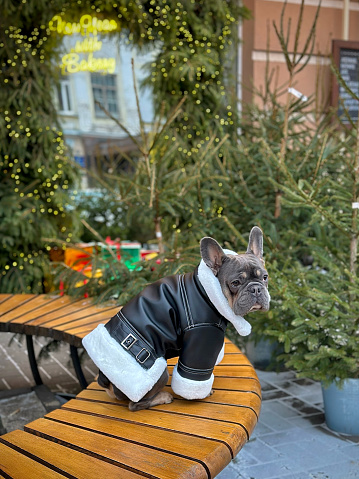 French bulldog in a stylish jacket on a blurred background of a Christmas tree and gifts. A dog is waiting for its owner with sweets on a wooden bench near a café. Winter walk in the city park.
