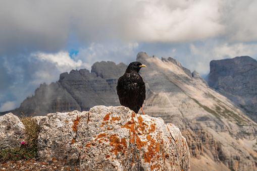 Panorama of the Latemar mountain with a bird standing in front of it