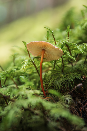 Macro of a mushroom surrounded by moss