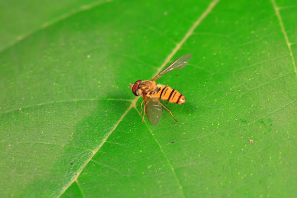 Aphid eating flies in the wild, North China
