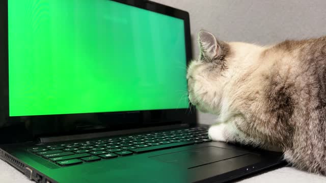 Nearsighted cat looks at a green monitor. Gray cat conducting a webinar on a laptop with a green screen.
