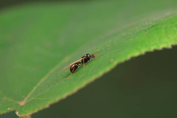 Ants in the wild, North China