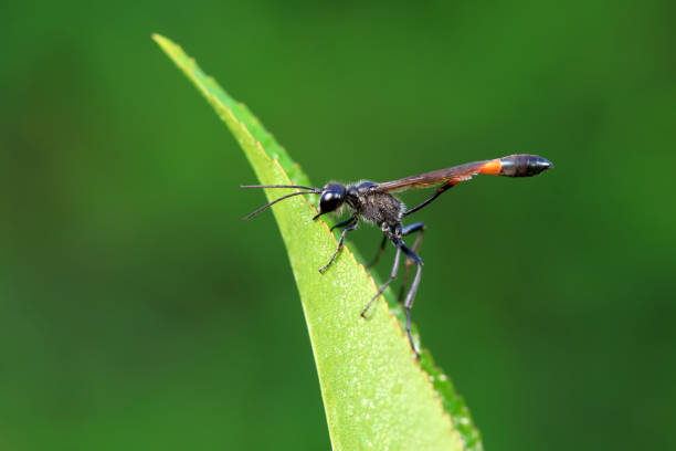 istock Bee insects in the wild, North China 2042548982