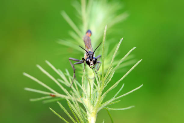 Bee insects in the wild, North China