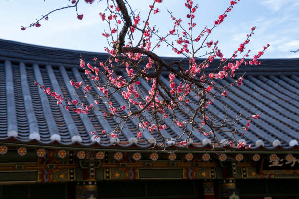 istock Red plum blossoms blooming on a mountain temple 2042558605