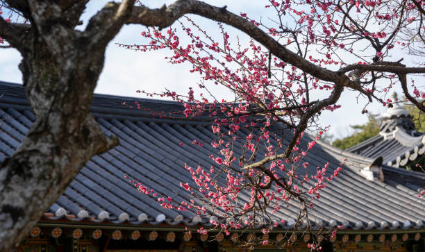 istock Red plum blossoms blooming on a mountain temple 2042558609