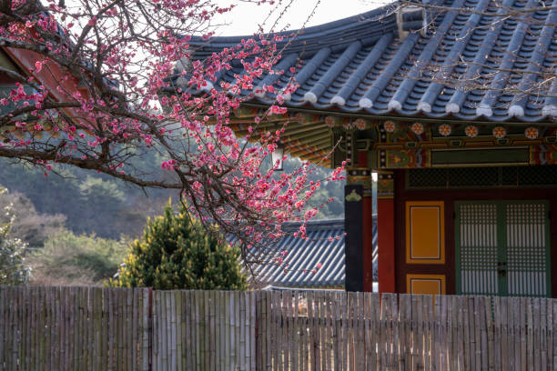 istock Red plum blossoms blooming on a mountain temple 2042558610