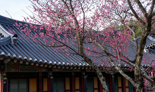 Red plum blossoms blooming at a mountain temple (February 27, 2024. Red plum blossoms blooming at Muwisa Temple, Gangjin-gun. Gangjin-gun, Jeollanam-do. Korea)