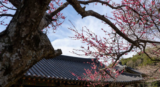 istock Red plum blossoms blooming on a mountain temple 2042558614