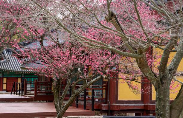 istock Red plum blossoms blooming on a mountain temple 2042558626