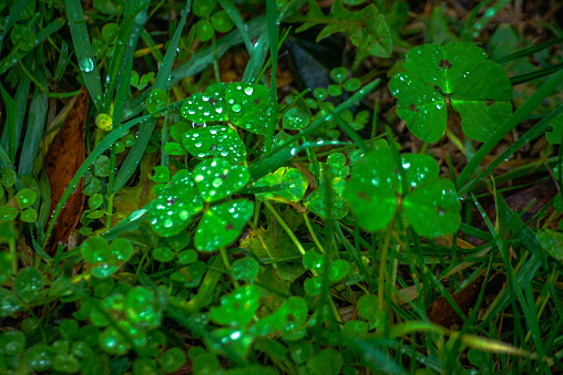 Dewy Elegance: Raindrops delicately adorn countless clovers in nature, creating a refreshing and enchanting scene.