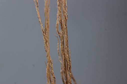 several small brown dry Twigs in selective focus on photo on gray background