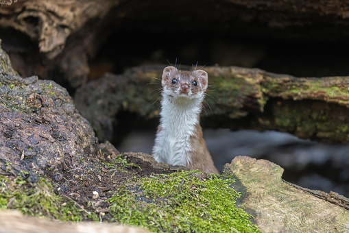 Beautiful  least weasel (Mustela nivalis) appears on a log.