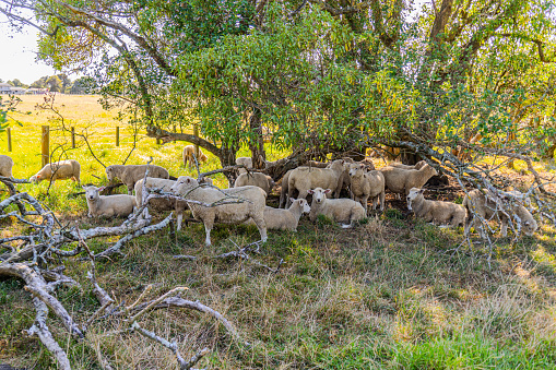 A flock of sheep are seen resting in the shade of a tree in Ambury Regional Park, Auckland