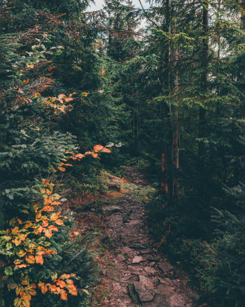 Hiking in the primitive forests of Xishuangbanna