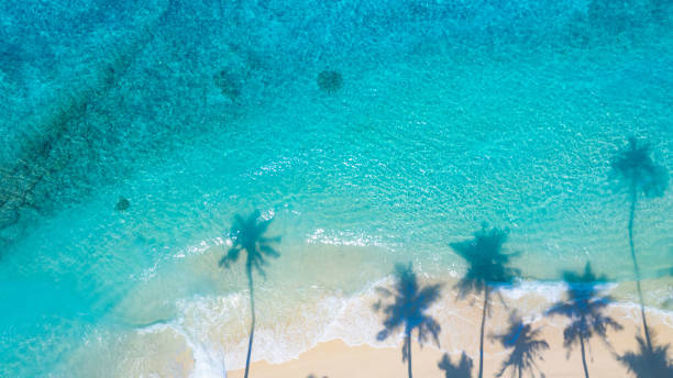 istock Summer palm tree and Tropical beach with blue of seashore background 2042580634