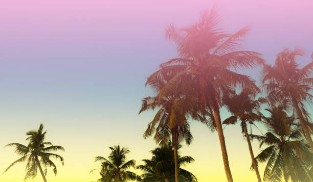 istock Banner Summer with colorful theme as palm trees background as texture frame background 2042580636