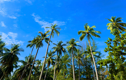 Summer palm tree and Tropical beach with blue of seashore background