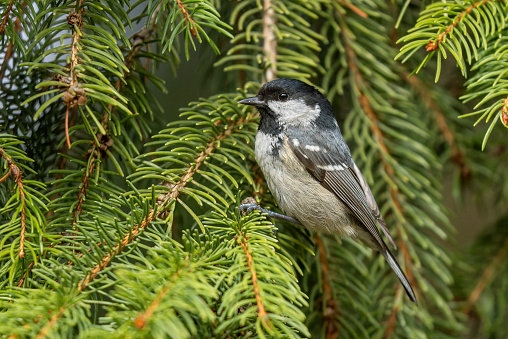 Beautiful coal tit (Periparus ater) perching on a spruce tree.