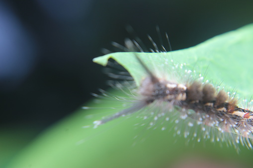 This caterpillar, which is usually found in the rainy season, has gray and white hairs at the ends and two long insect antennae.