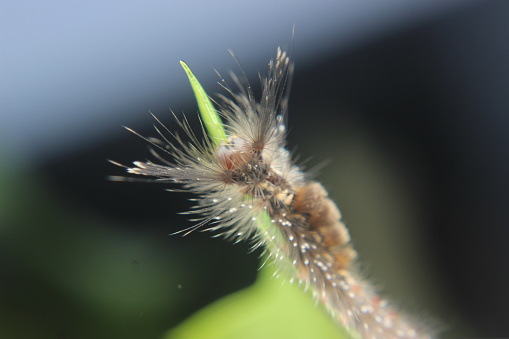This caterpillar, which is usually found in the rainy season, has gray and white hairs at the ends and two long insect antennae.