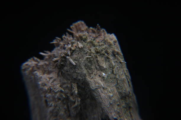 istock Extreme macro on guava twig tree plants. 2042589411