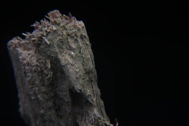 istock Extreme macro on guava twig tree plants. 2042589936