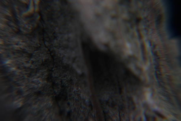 The surface of the fiber at the end of the wood twig is greenish brown with white spots like mushrooms. Extreme macro on guava tree plants.
