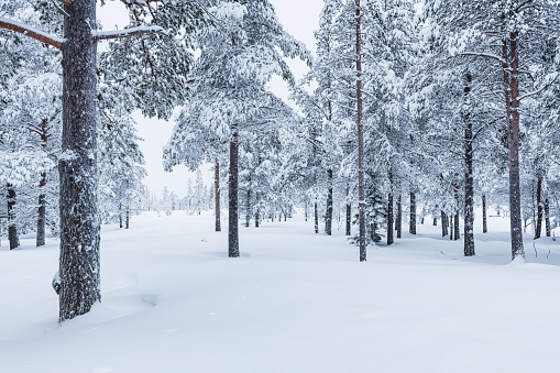 A dense forest in Sweden covered in snow, with numerous trees standing tall and blanketed in white. The scene depicts a winter wonderland with a thick layer of snow coating the ground and branches.