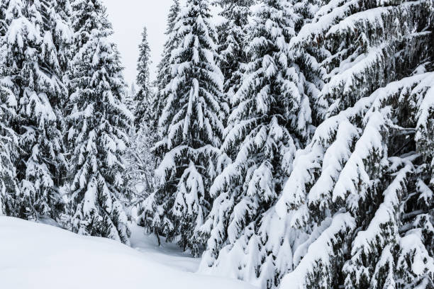A dense forest in Sweden is blanketed in snow, with countless trees standing tall and covered in white. The winter scene is serene and untouched, showcasing the beauty of nature in its purest form.