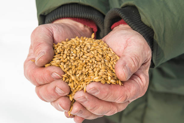 Men's hands holding heap of wheat's or barley grains