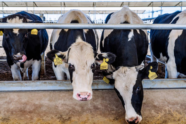 istock Dairy cows eating feed on a modern large scale cattle farm 2042596396