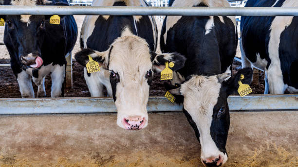 istock Dairy cows eating feed on a modern large scale cattle farm 2042596498