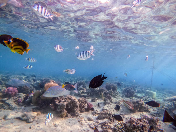 istock Spangled Emperor fish (Lethrinus Nebulosus) on his coral reef in the Red Sea, Egypt. 2042623694