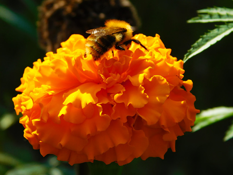 Close up macro photo of a bee on the orange color flower