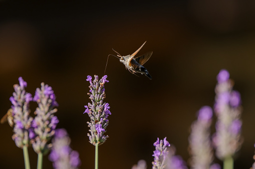 hawk moth approach a lavender plant