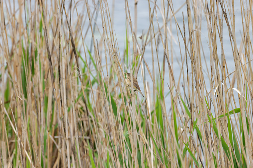 reed warbler between reed