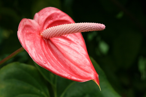anthurium tropical red flower