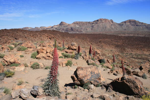 istock endemic red Tajinaste flower on Teide mountain, Tenerife 2042630662