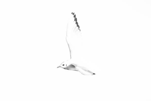 istock high key picture of a flying seagull 2042631180
