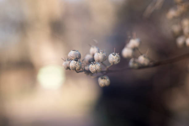 Macro photography of dry plant
