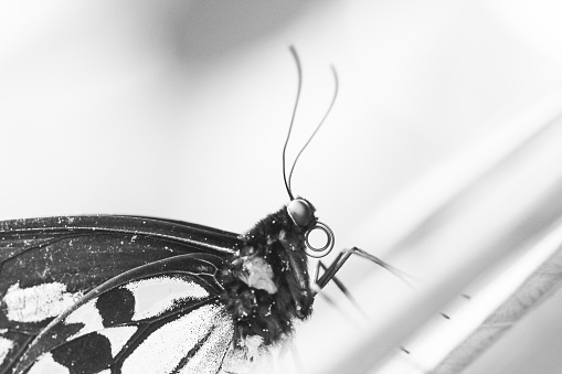 This close-up photograph captures the delicate beauty of a butterfly perched gracefully on a flower blossom. The intricate patterns and vibrant colors of the butterfly's wings are highlighted against the soft petals of the flower, creating a mesmerizing scene. The intricate details of the butterfly's delicate features and the vibrant hues of the flower create a stunning contrast, showcasing the harmony and elegance of nature's creations.